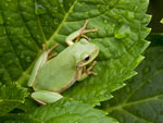 feng shui frog