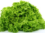 lettuce