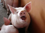chinese astrology pig