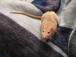 chinese horoscope rat
